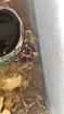 Acanthoscurria geniculata